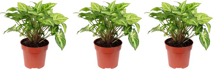 Immagine prodotto Flowerbox Set di 3 tacchini viola - Syngonium Arrow (25 cm)