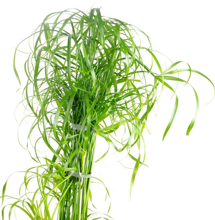 Actual product image Flowerbox Cyprus grass - Cyperus alternifolius (60 cm)