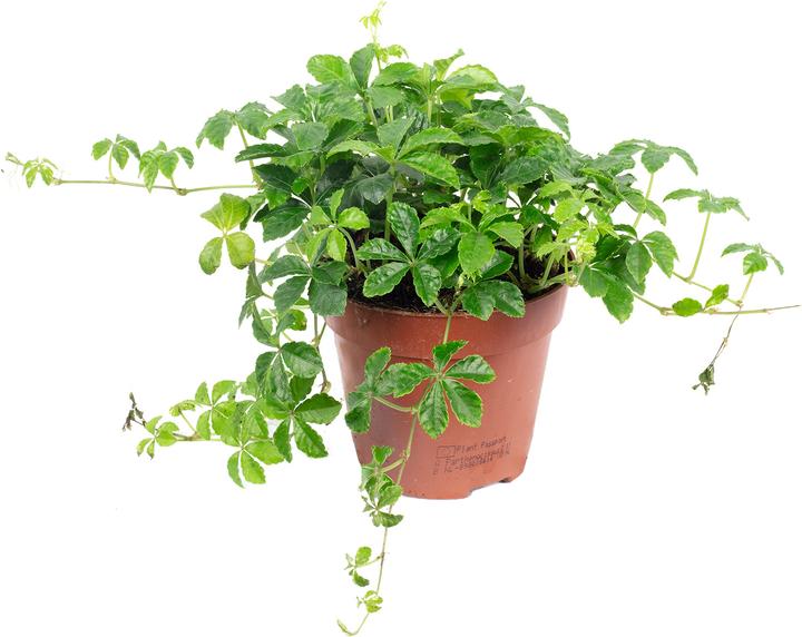 Actual product image Flowerbox Room wine "Smit Verona Vein" - Parthenocissus striata (20 cm)