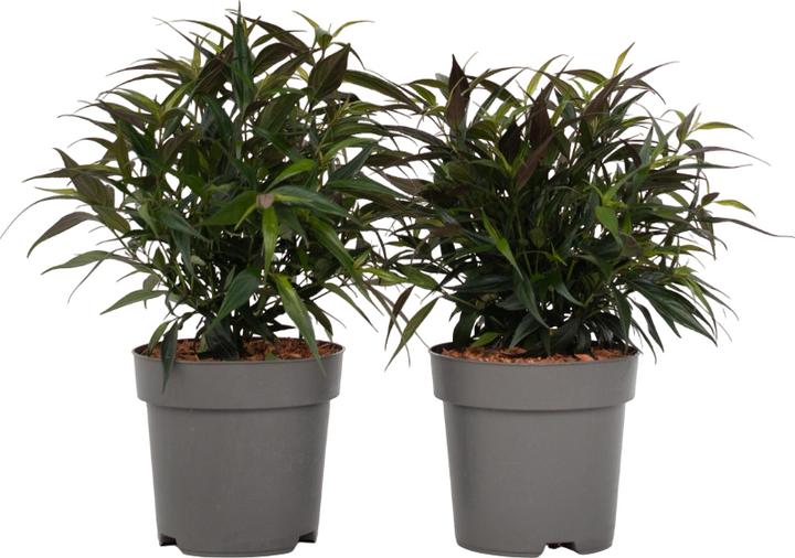 Produktbild Plant in a Box Strobilanthes anisophyllus ‘Brunetthy’ - 2er Set Goldfuchs (25 cm)