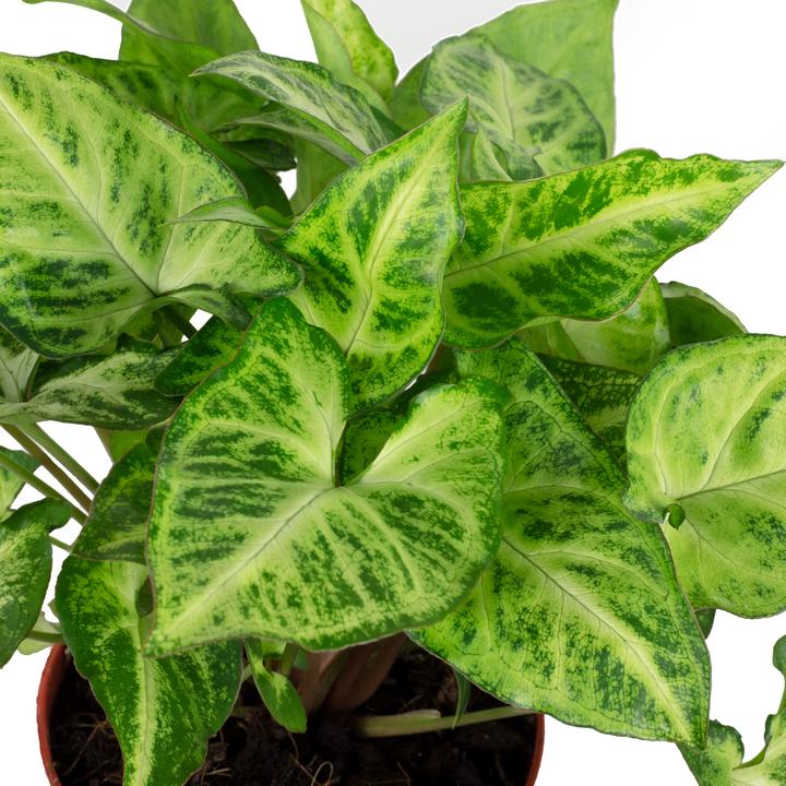 Actual product image Flowerbox Arrowhead plant - height ca. 25 cm, pot-Ø 12 cm - Syngonium Arrow (25 cm)