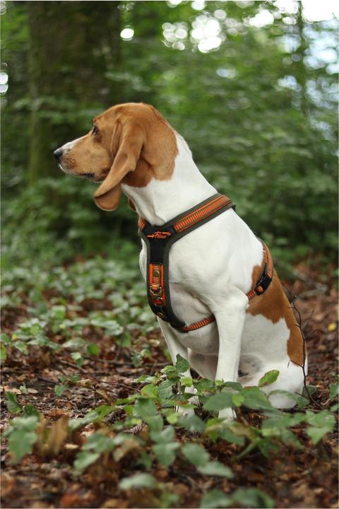 Produktbild Niggeloh Hundeführgeschirr Follow (L, Hund, Allgemein)