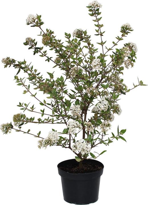 Produktbild Zulauf Oster-Schneeball / Viburnum burkwoodii (80 cm)