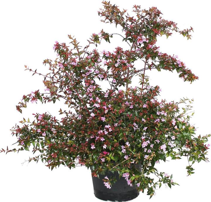 Produktbild Zulauf Abelie / Abelia 'Edward Goucher' (70 cm)