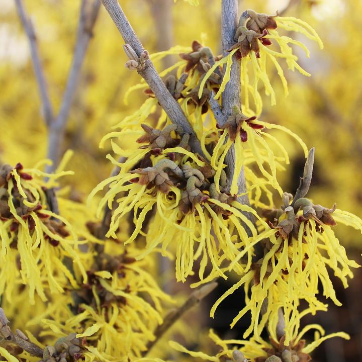 Immagine prodotto Zulauf Zaubernuss / Hamamelis in. 'Arnold Promise' (80 cm)