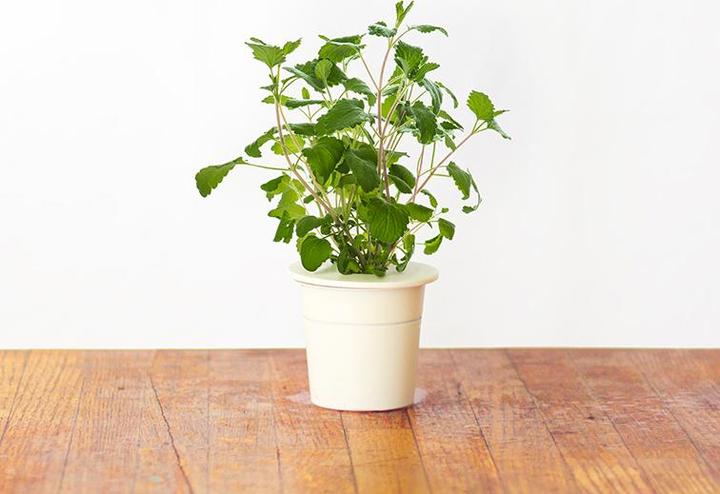 Produktbild Click and Grow Katzenminze (Kräutersamen)