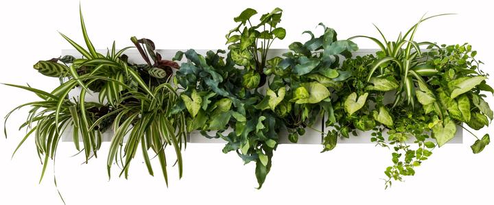 Immagine prodotto Ortisgreen Giardino verticale intelligente