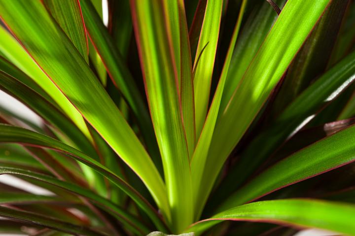 Actual product image Plant in a Box Dracaena Marginata Magenta - Dragon Tree (70 cm)