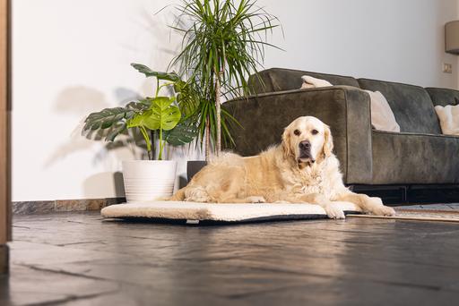 Actual product image Beeztees Ito (Dog)