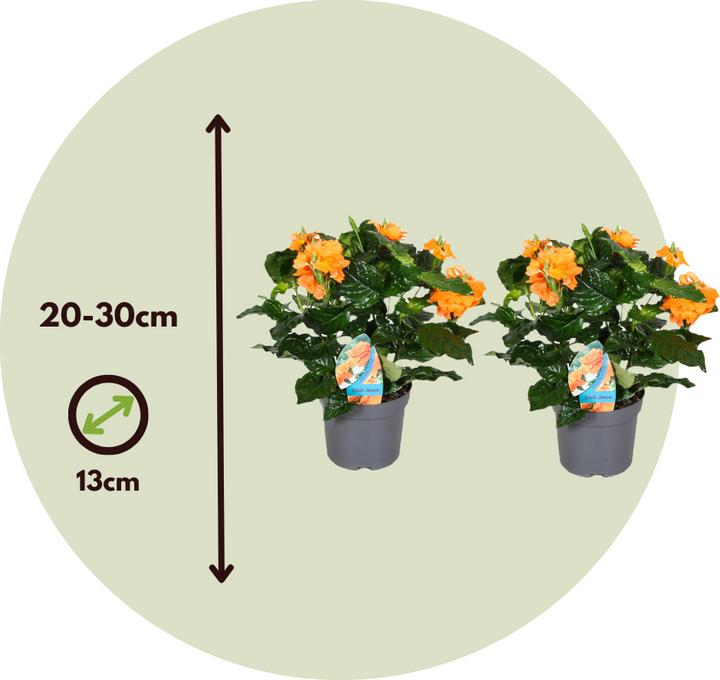 Immagine prodotto Plant in a Box Crossandra infundibuliformis 'Fortuna' - Set di 4 fiori di fuoco (20 cm)