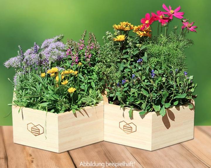 Produktbild Veganz Bieneninsel