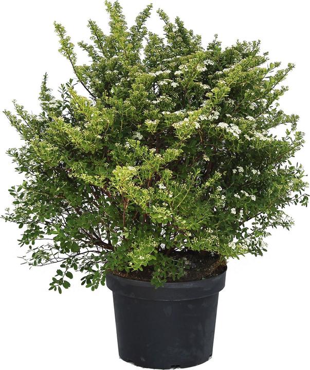 Produktbild Zulauf Japanische Strauch-Spiere / Spiraea nippon. 'Snowmound' (80 cm)
