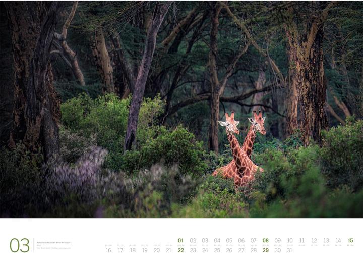 Produktbild Afrika - Gallery Kalender 2026 (66 x 50 cm, Harter Einband, Englisch, Deutsch)