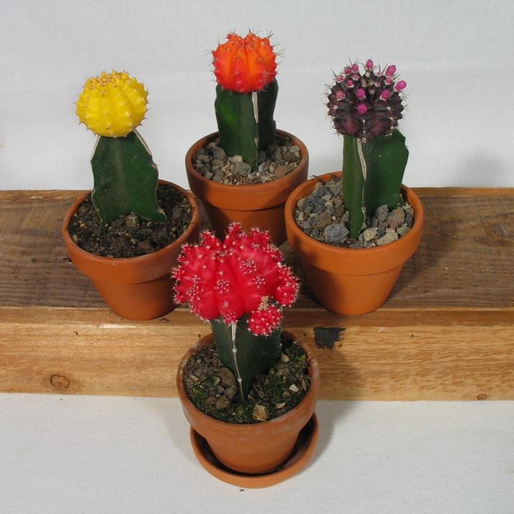 Immagine prodotto Kakteen Gautschi Farbtupfer (15 cm)