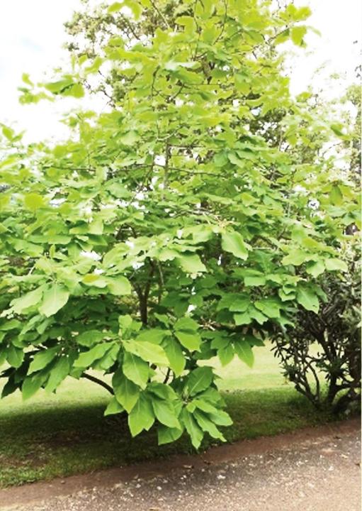 Produktbild Tropica Nordamerik. Schirm-Magnolie (Magnolia tripetala) (Pflanzensamen)