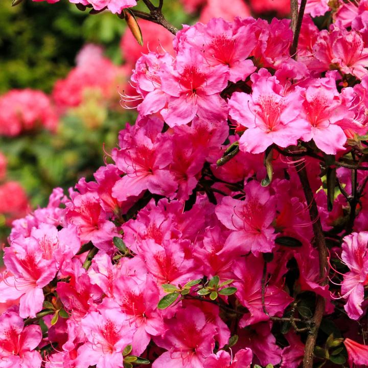 Produktbild Plant in a Box Rhododendron catawbiense purple, Cunningham's White, Elegans Pink - 6er Set Gartenpflanzen (25 cm)
