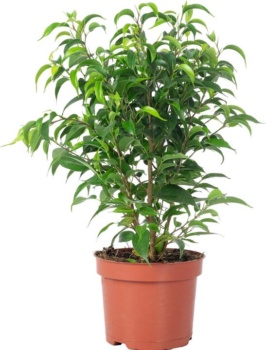Image du produit Flowerbox Figuier bouleau "Natasja" ramifié - Ficus benjamini (30 cm)