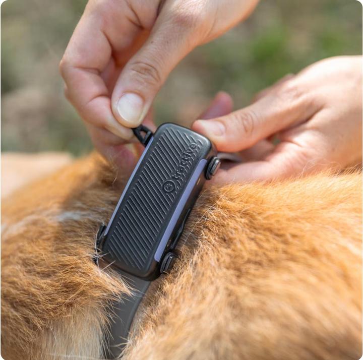 Produktbild Tractive GPS Dog 6 - Fabric Clips (S, Hund, Hundesport)