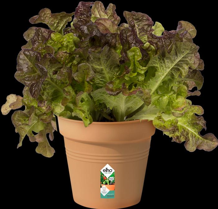 Produktbild Elho Green Basic (11 cm)