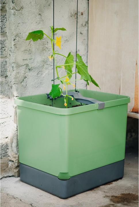 Immagine prodotto Gusta Garden Cetriolo Curt (33.50 cm)