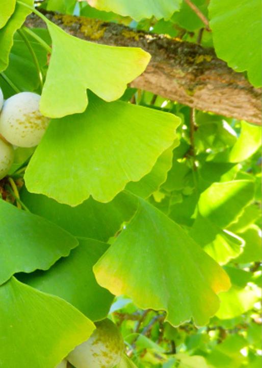 Produktbild Tropica Ginkgo Fächerblattbaum (Pflanzensamen)