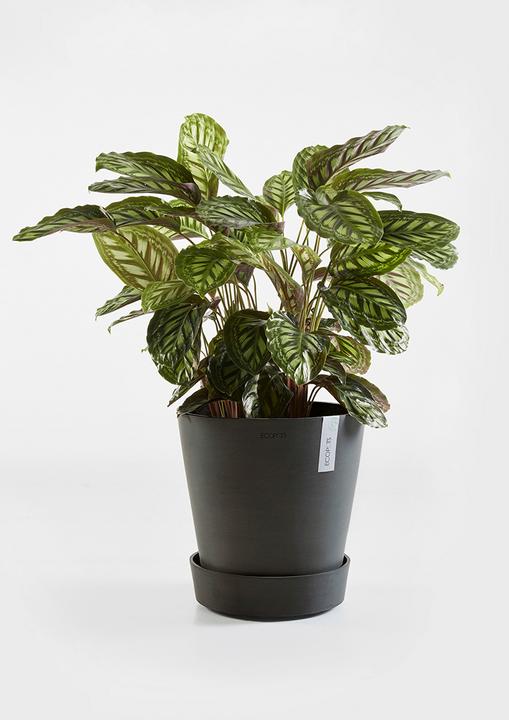 Actual product image Ecopots Saucer on Wheels