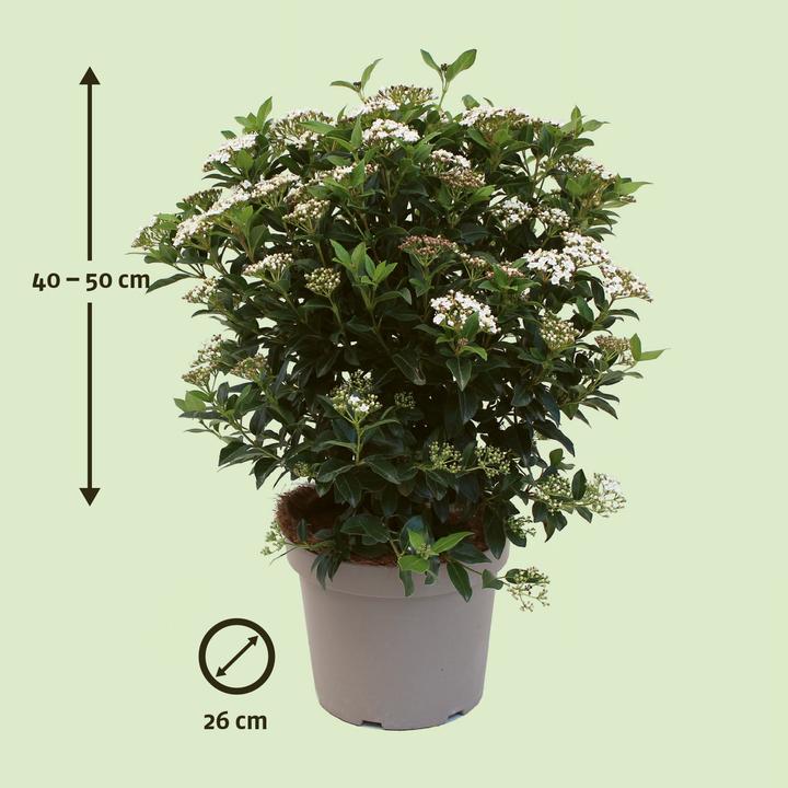 Actual product image Zulauf Mittelmeer Schneeball / Viburnum tinus 'Eve Price' (50 cm)