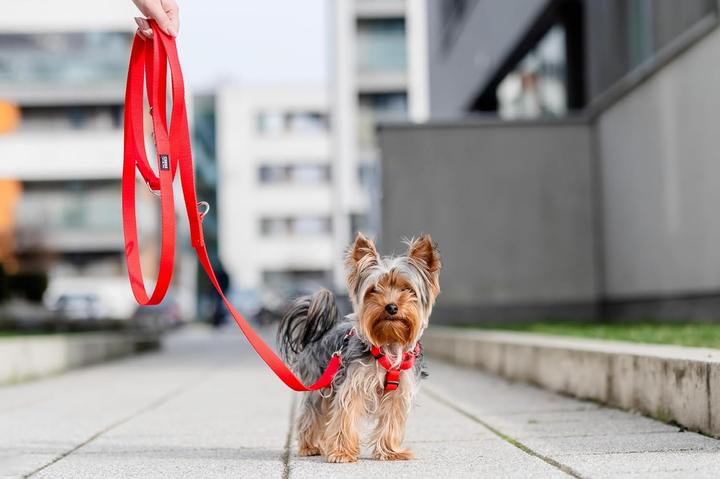 Immagine prodotto Chaba CH SZELKI GUARD M (P)25-40 (D)35-55X2CM CZERWONE 5067 (M, Cane, Generale, Passeggiare)