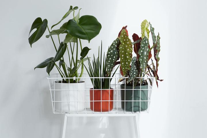 Actual product image Elho b.for soft (18.30 cm)
