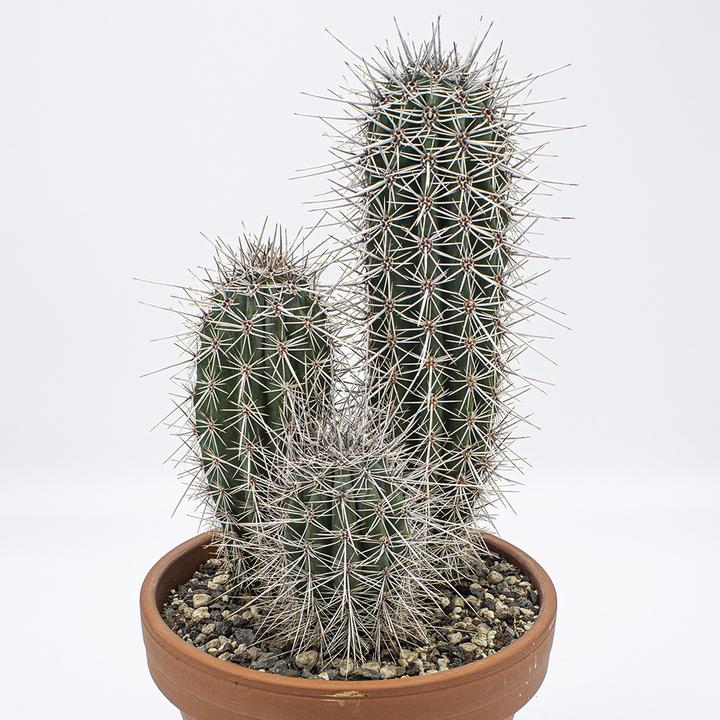 Actual product image Kakteen Gautschi Pachycereus pringlei Group (30 cm)