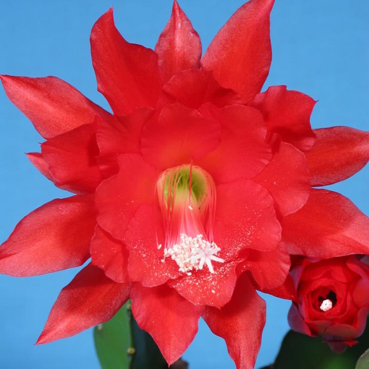 Actual product image Kakteen Gautschi Epiphyllum Red Tip (55 cm)