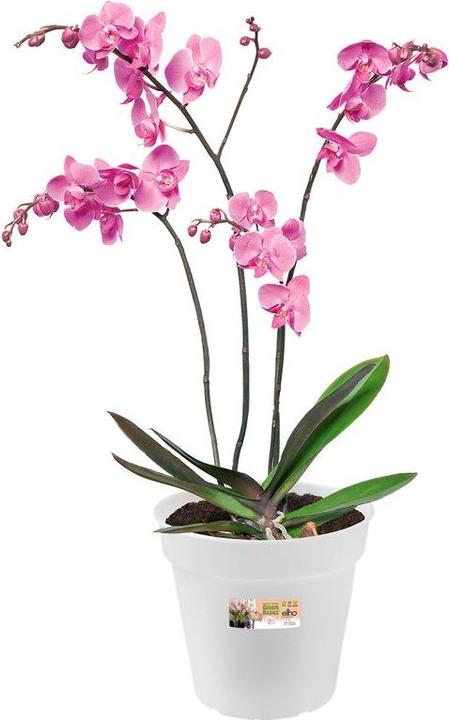 Immagine prodotto Elho Orchidea verde di base (17 cm)