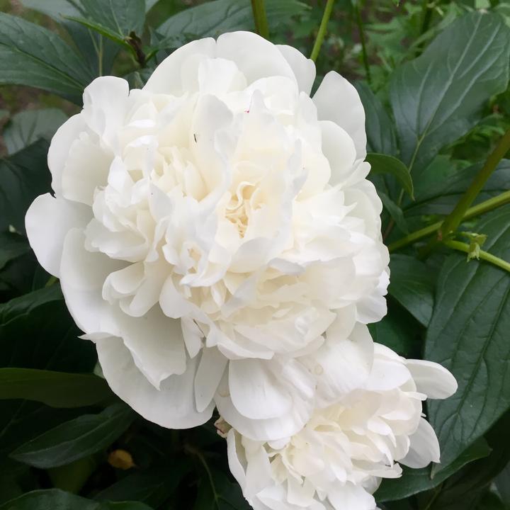 Produktbild Plant in a Box Paeonia officinalis 'Sarah Bernhardt', 'Rubra Plena', 'Duchesse de Nemours' - 6er Set Pfingstrose