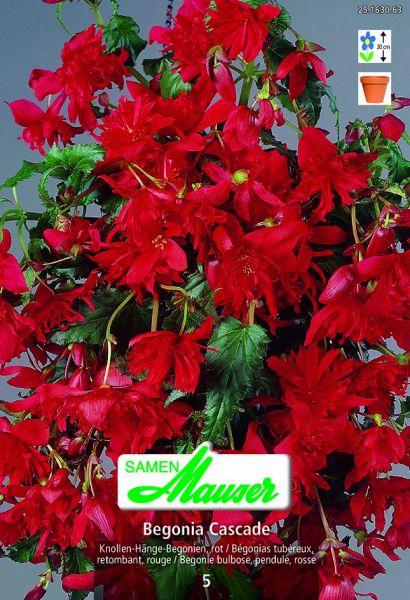 Produktbild Samen Mauser Begonia Cascade Hängebegonien (Blumensamen)