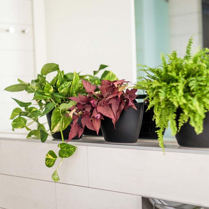Image du produit CitySens 3 Pack Wall Planters  black planter