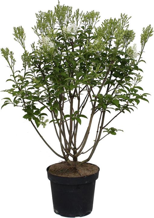 Produktbild Zulauf Kanadischer Flieder / Syringa (PRE) 'Agnes Smith' (70 cm)