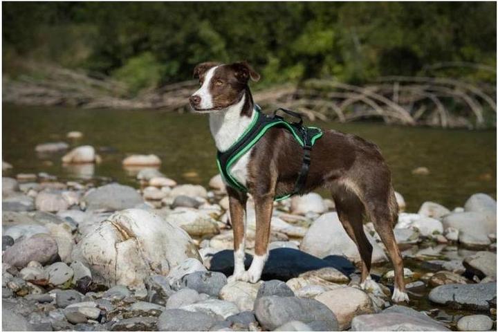 Produktbild Grossenbacher Brustgeschirr Dogs Fun Run (XL, Hund, Arbeit, Hundesport, Jogging)