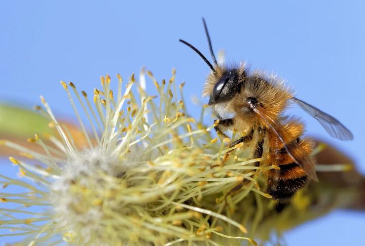Produktbild Veganz Bieneninsel