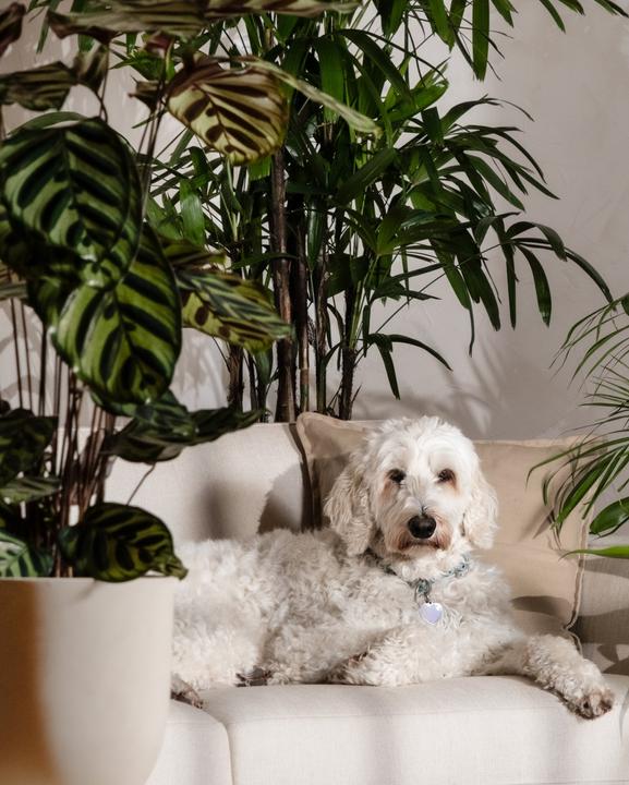 Produktbild feey Grosse Calathea Roseopicta (65 cm, Frisch umgetopft, Tierfreundlich)