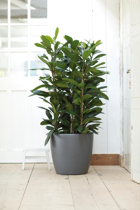 Image du produit Elho Bruxelles (46.50 cm)