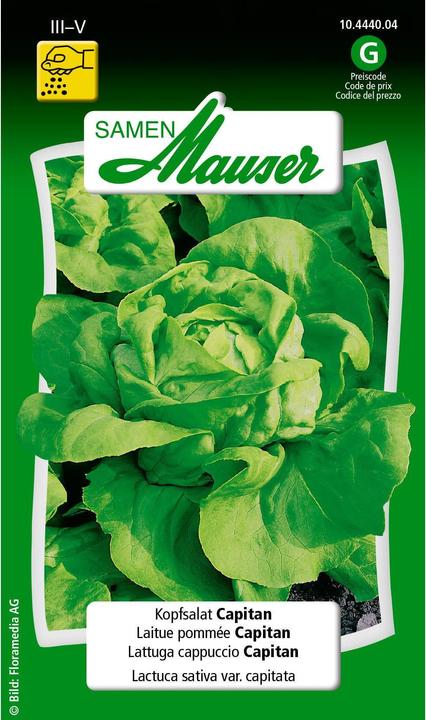 Produktbild Samen Mauser Kopfsalat Capitan (Gemüsesamen)