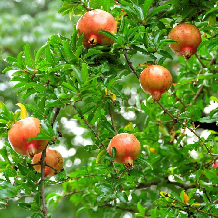 Image du produit Plant in a Box Punica Granatum - Kit de 6 Grenadiers (25 cm)