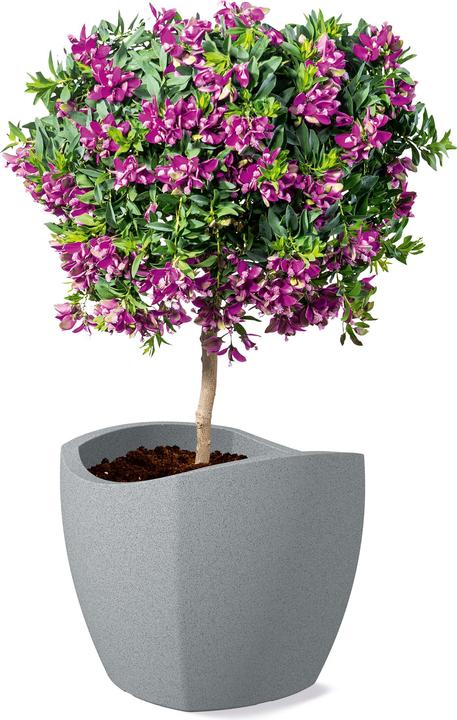 Immagine prodotto Scheurich Onda Globo Cubo (49 cm)