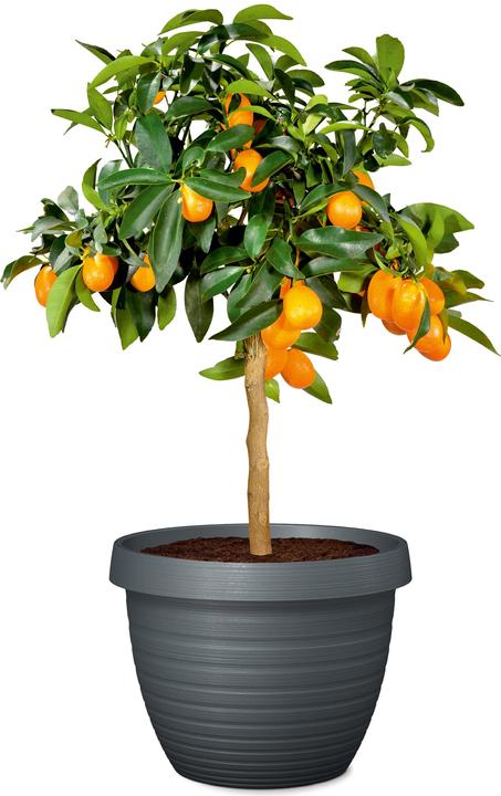 Actual product image Scheurich Country Star (29 cm)