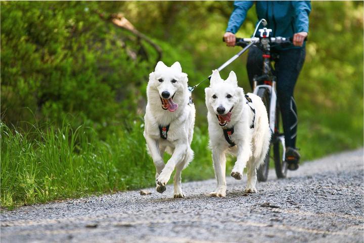 Produktbild Non-Stop Dogwear Freemotion Harness (10, Hund, Allgemein)