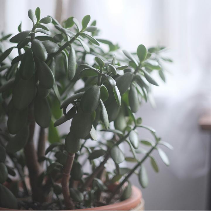 Immagine prodotto Plant in a Box Crassula ovata Minor - Pianta di giada (45 cm)