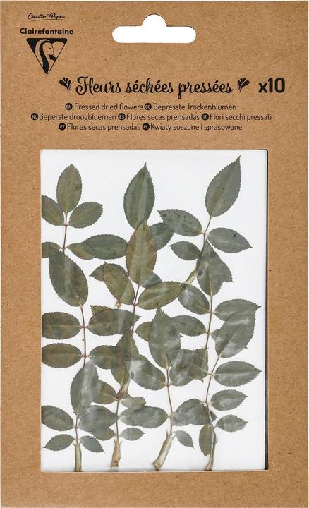 Produktbild Clairefontaine Trockenblumen Blätter (Trockenblumen)