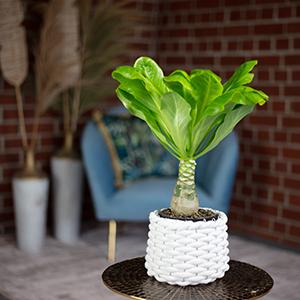 Immagine prodotto Flowerbox Palma hawaiana - Brighamia (40 cm)