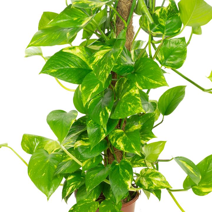 Produktbild Flowerbox Efeutute am Moosstab - Epipremnum aureum