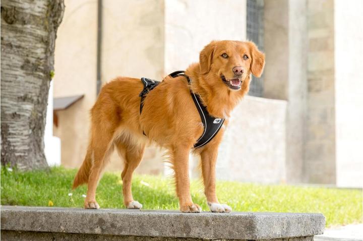 Produktbild Curli Geschirr Magnetic Belka Comfort (XL, Hund, Allgemein, Spazieren)